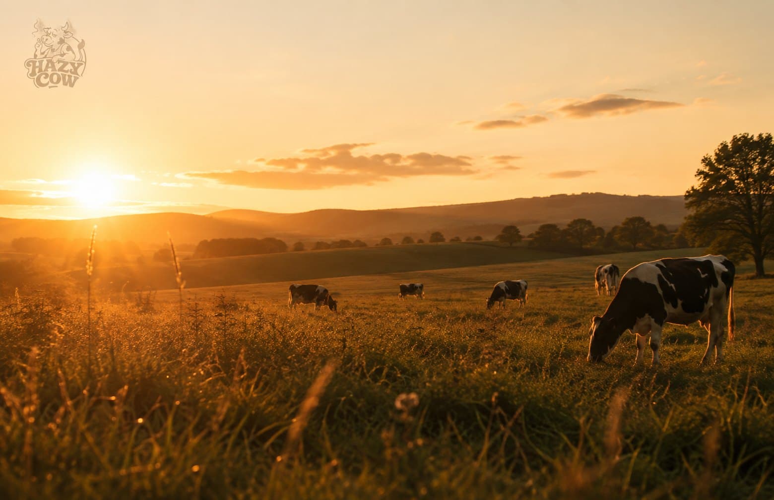 Herd grazing in a meadow at sunset